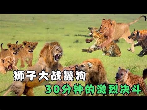 獅子尾巴的功能|獅子尾巴能預知何種喜事？